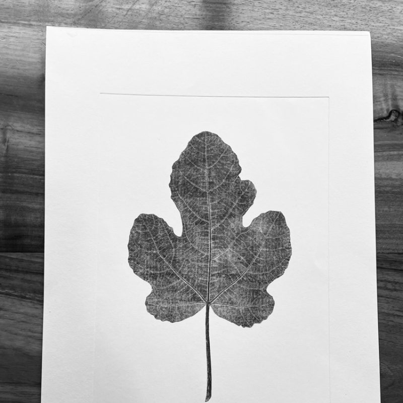 Print from an oak leaf