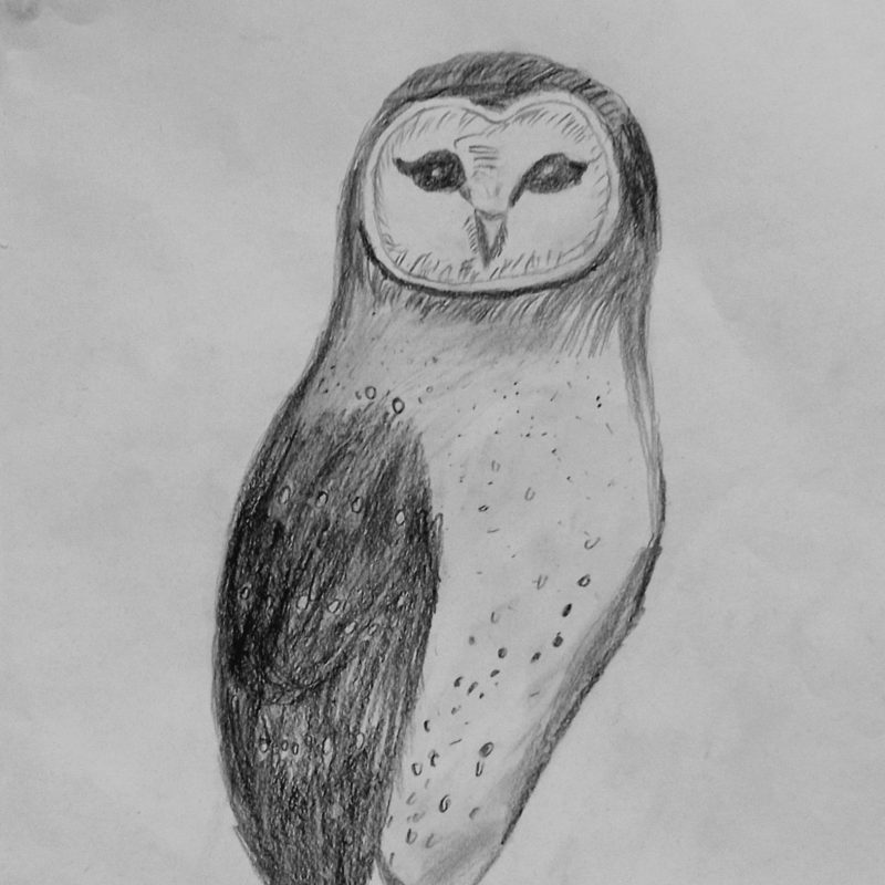 Grey pencil drawing of an owl on a white background