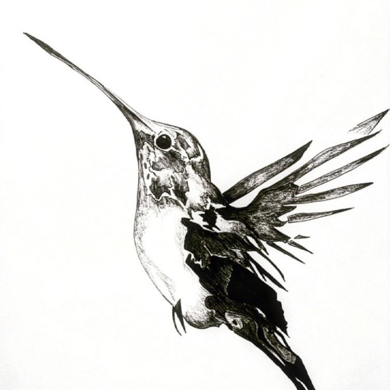 Pencil and ink drawing of a bird in mid flight