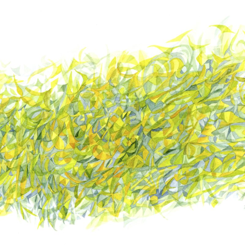 This abstract watercolour painting is the largest in the series and is inspired by the colours of Xanthoria Parietina from grey to green to lime green to gold to deep gold, almost orange. The organically shaped composition is made up of translucent overlapping shades, denser in the centre and thinner towards the edges.