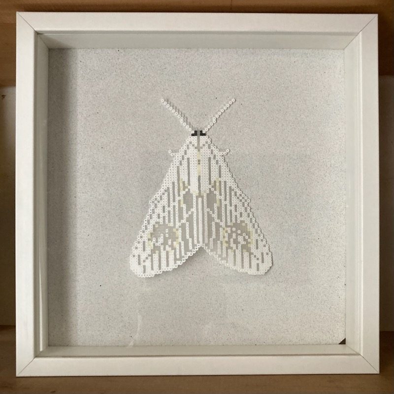 Hama bead Moth in wooden frame