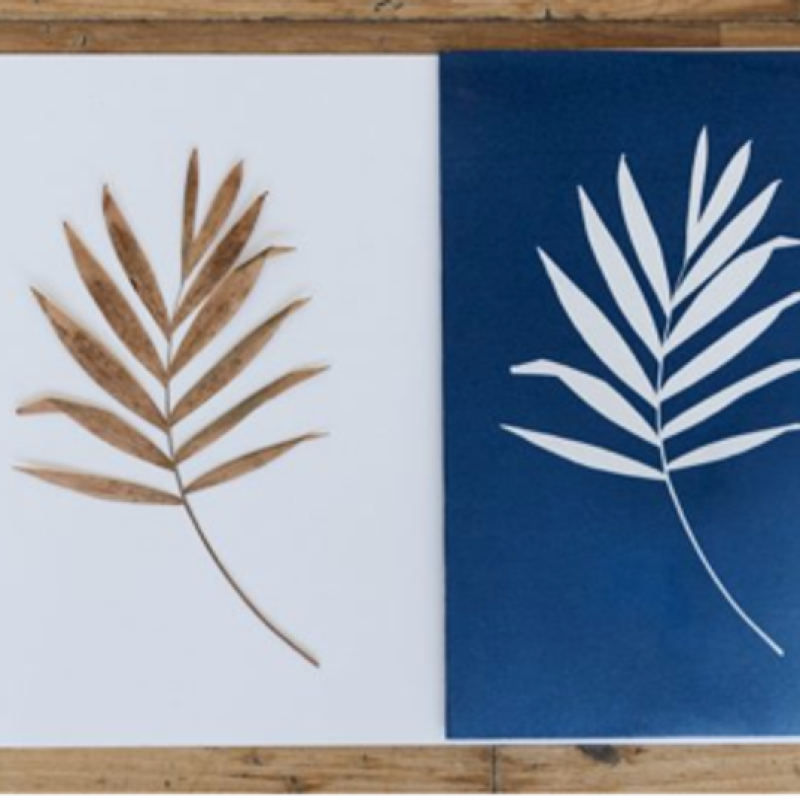 Cyanotype image of a leaf and the stencil used to make it