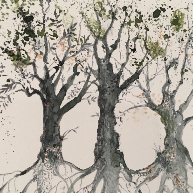 Water colour painting of three trees and their roots underneath