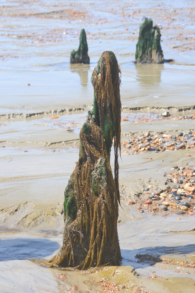 Photograph of a wooden groyne draped with seaweed after a storm