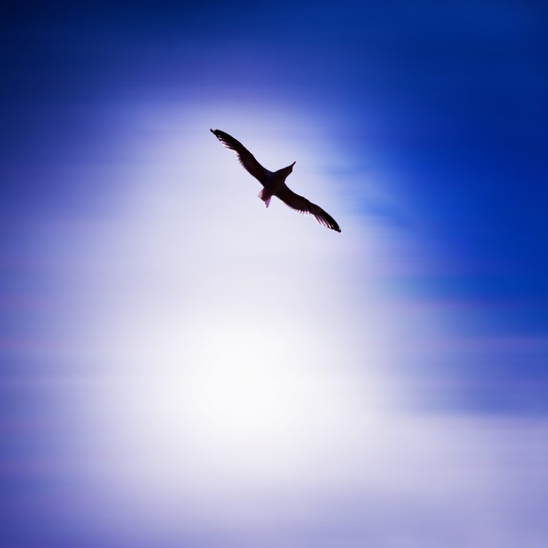 Seagull silhouetted flying in a blue & white sky