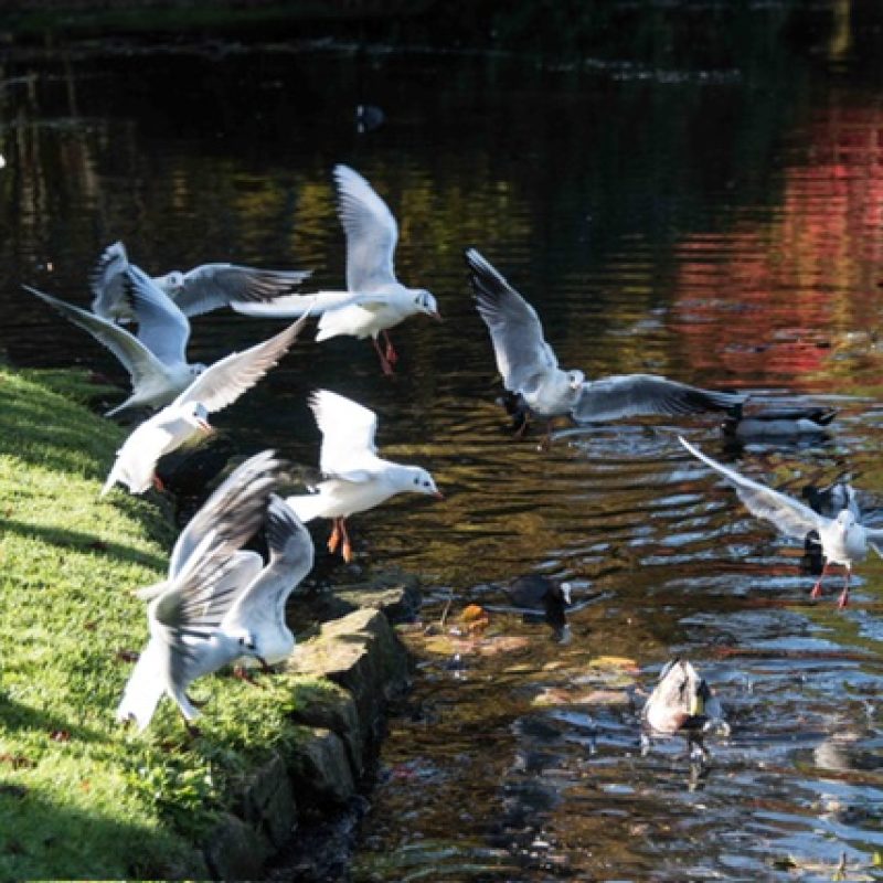 Birds in flight by side of lake at Sheffield Park