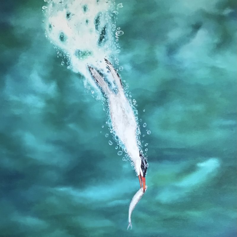 A diving tern 