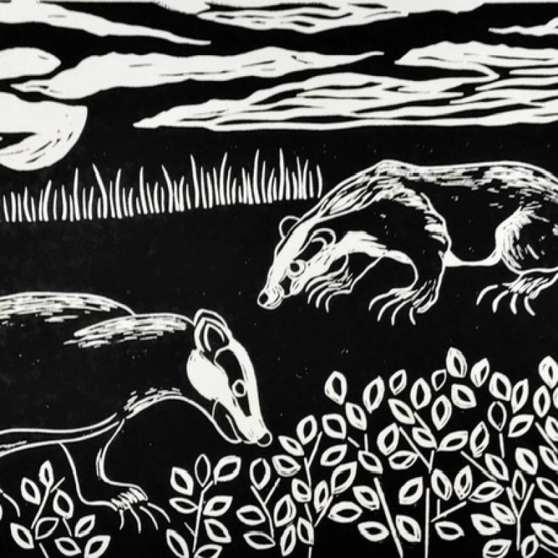 Black and white linoprint of two badgers meeting on patrol