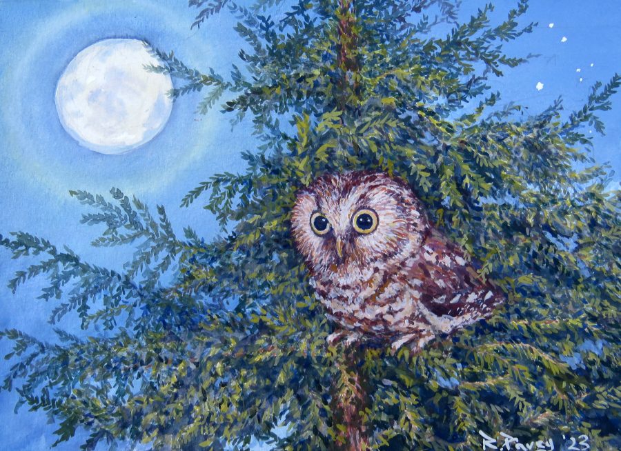 Owl sitting in a spruce tree under stars and full moon.