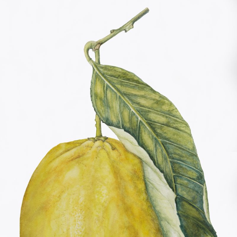 Single Lemon with leaf watercolour on white background