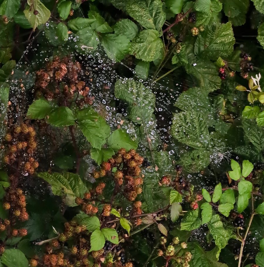 Blackberry Bush with sparkling cobweb