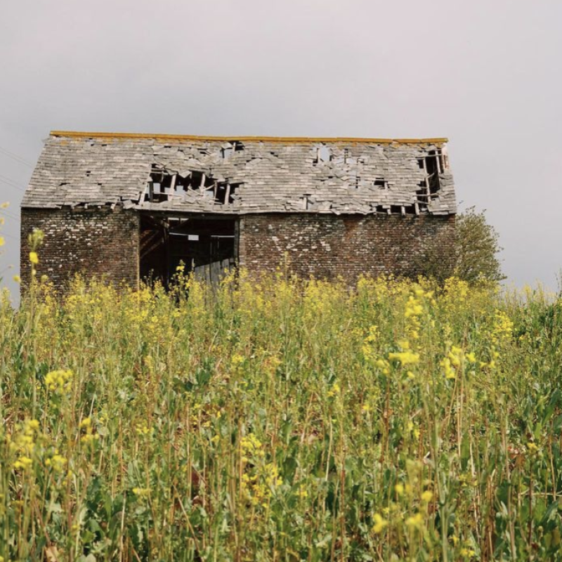 A nostalgic photograph of an abandoned Sussex barn in a field of yellow flowers