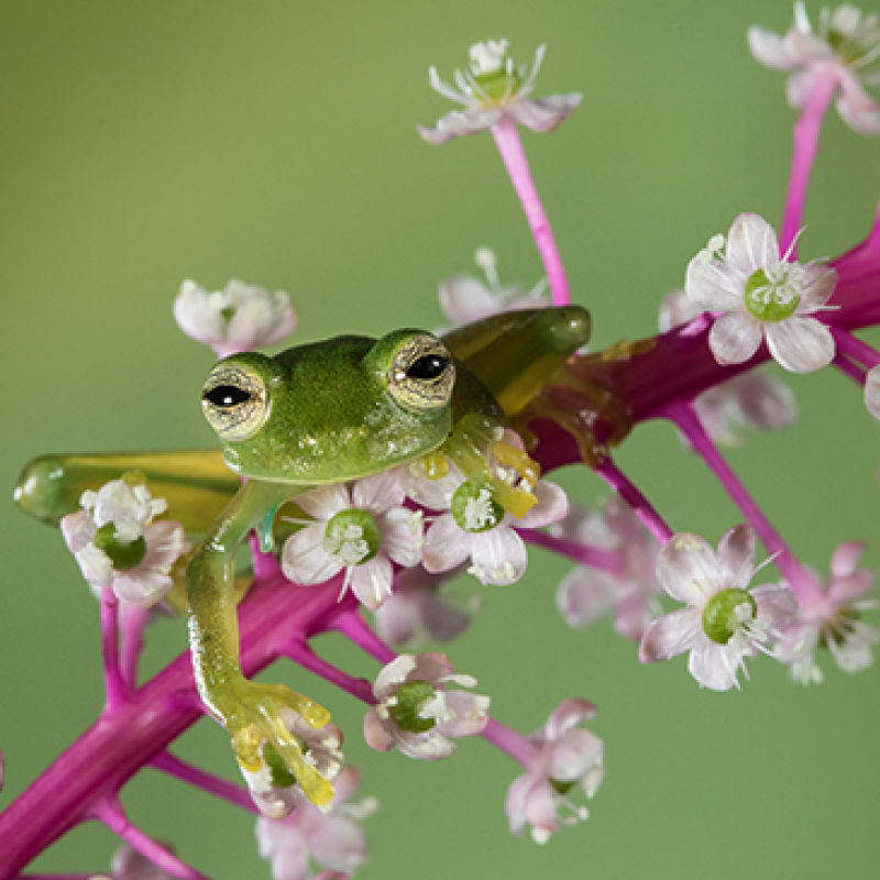 emerald glass frog on pink clustered flowers