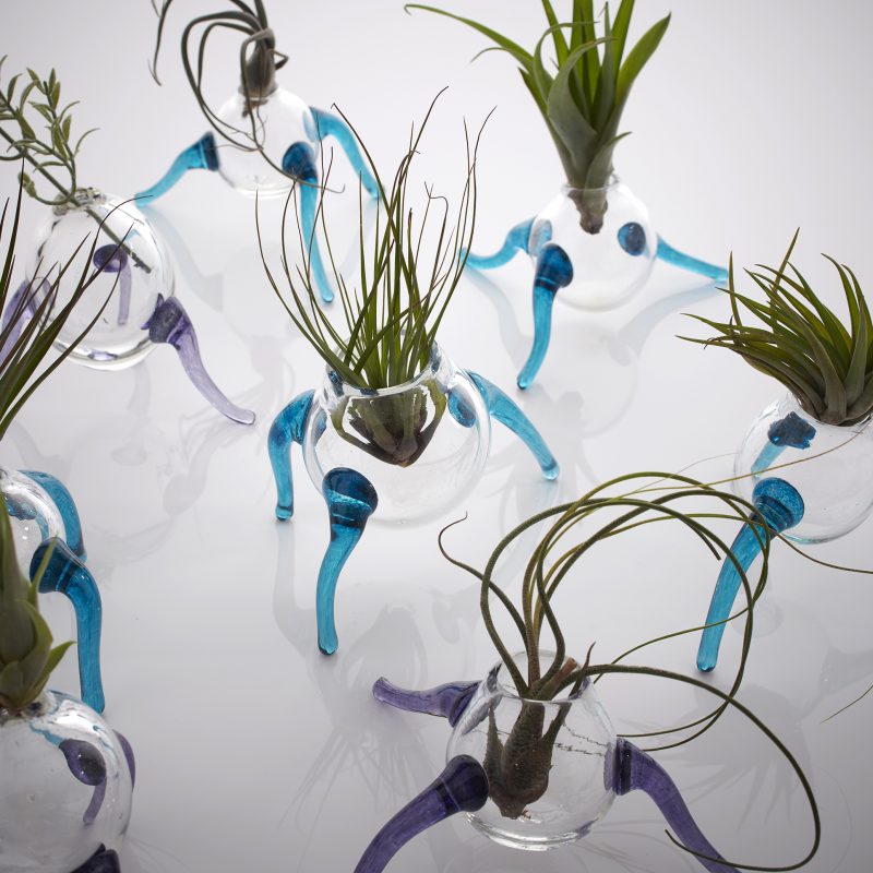 Glass tripod pots with airplants