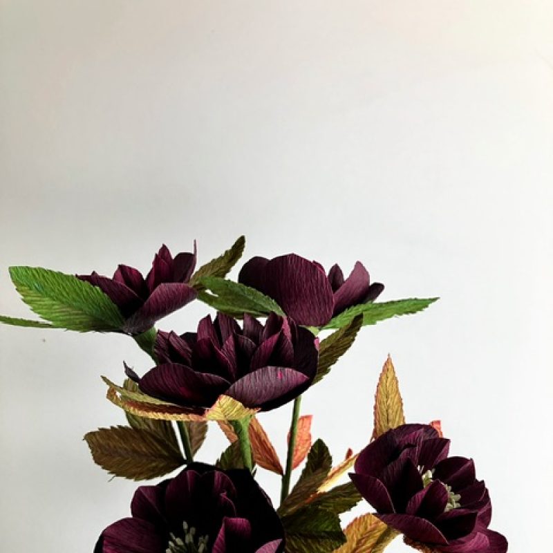 Deep maroon flowers 