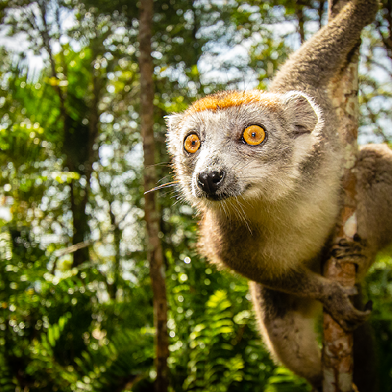 lemur in trees leaning towards camera 