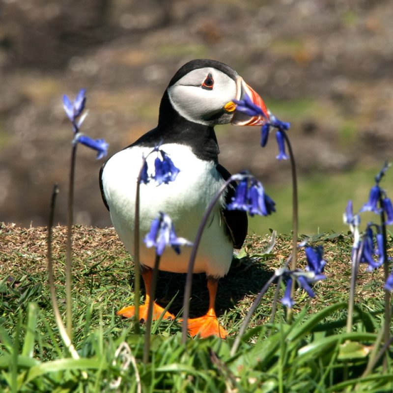 Puffin stands holding bluebell in mouth