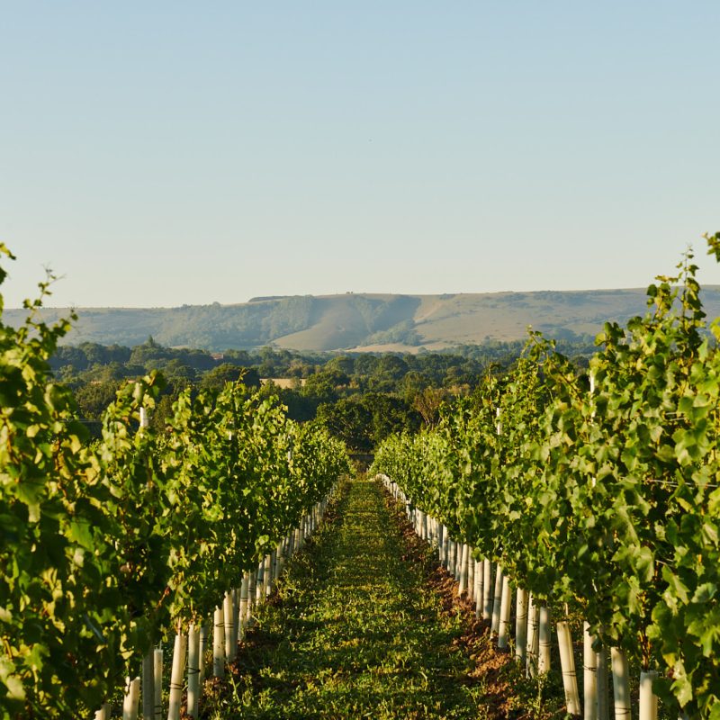 An image of a row of vines. It is a sunny day. The South Downs are visible in the distance.