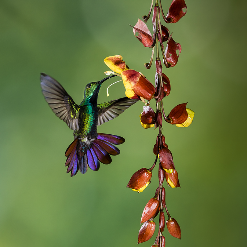 Hummingbird feeding on flowers close up