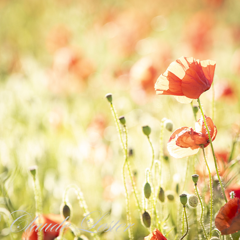 poppies blurred by heat of a summer day