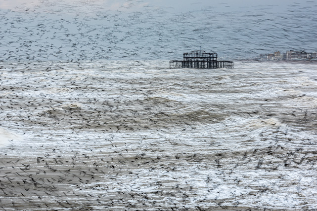 Murmurations on a  very stormy day  showing The old West Pier 