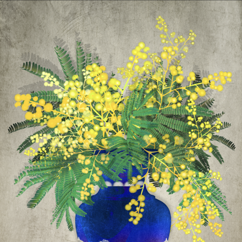 Mimosa in wedgwood style vase. Still life