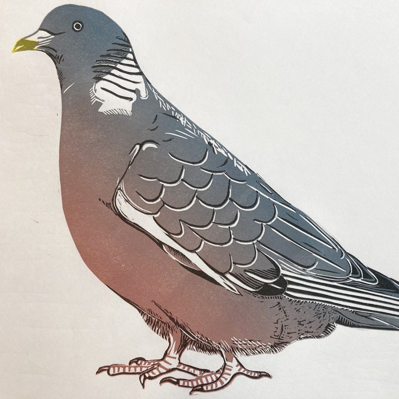 A graphic linocut print of a wood pigeon
