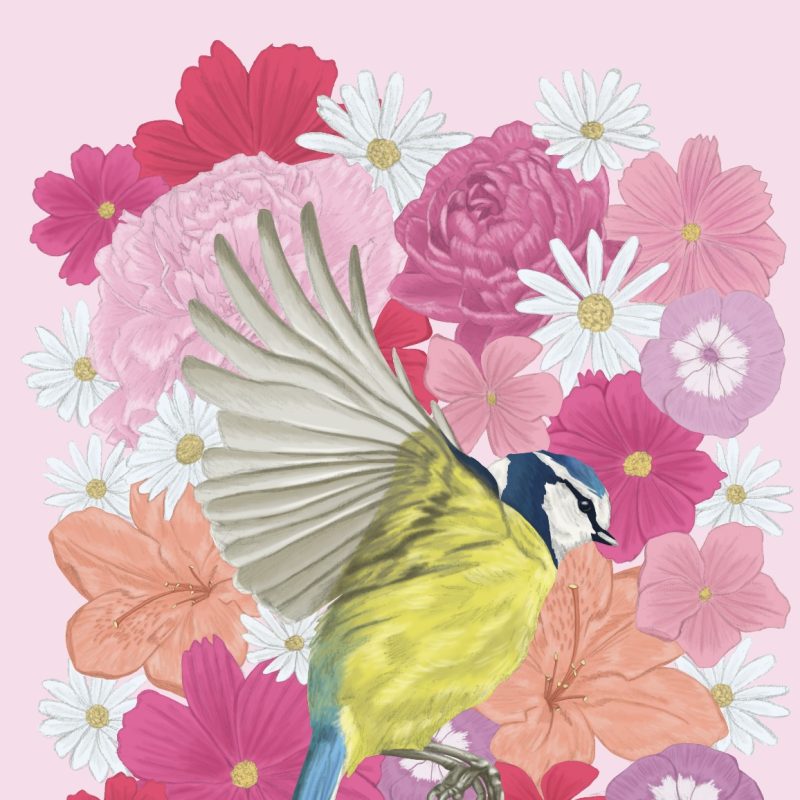  A Blue Tit in mid flight surrounded by blooming flowers, in celebration of the start of Spring