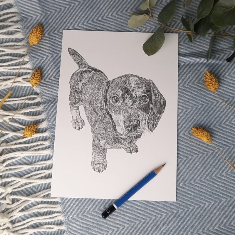 A pencil drawing of a gorgeous Dachshund with wide eyes, a commissioned artwork for a client.