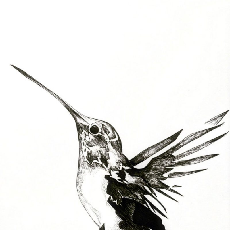A detailed pencil drawing of a hummingbird in flight