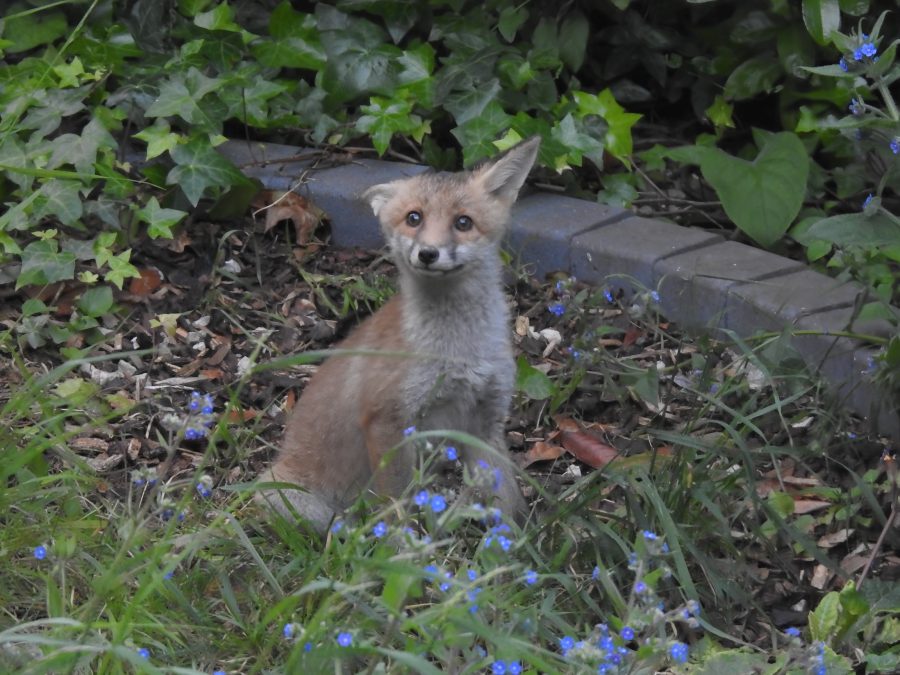 Fox cub with floppy ear among blue flowers in our garden