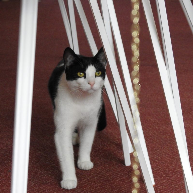 Black and white cat walking through easels with gold chain