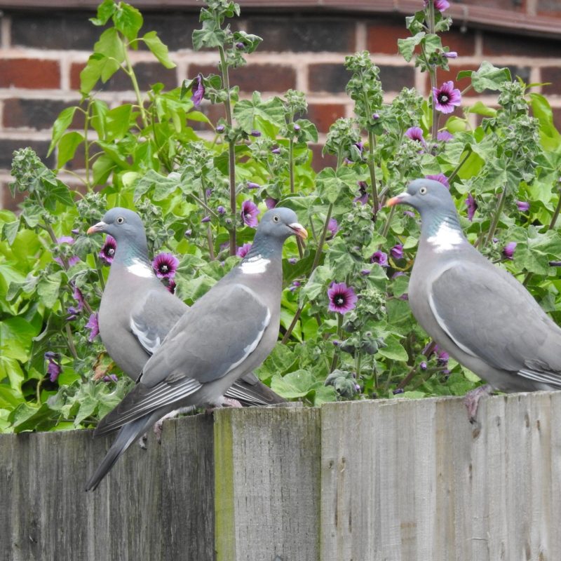 Three wood pigeons on fence with bush behind