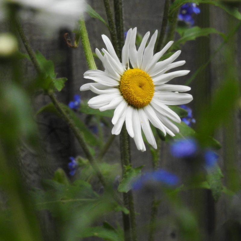 White daisy with blurred blue flowers behind