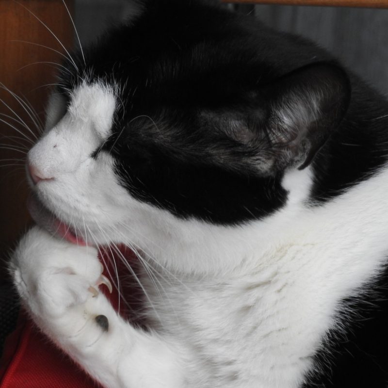 Black and white cat cleaning his toes