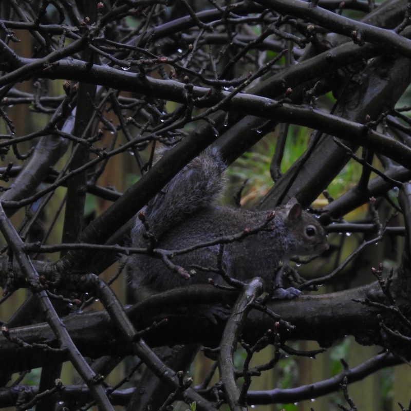 Squirrel in dark twisted branches with raindrops