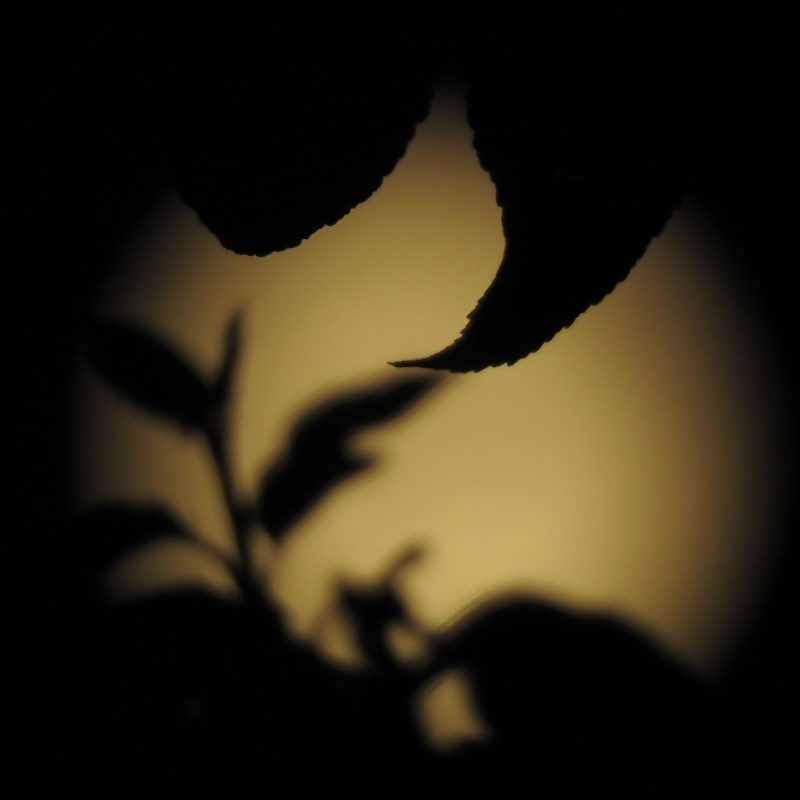 Full moon through dark leaves