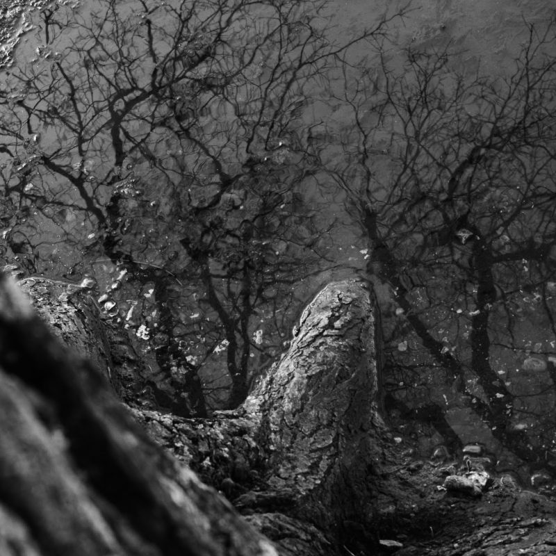 Tree root going into reflective puddle. Black and white image