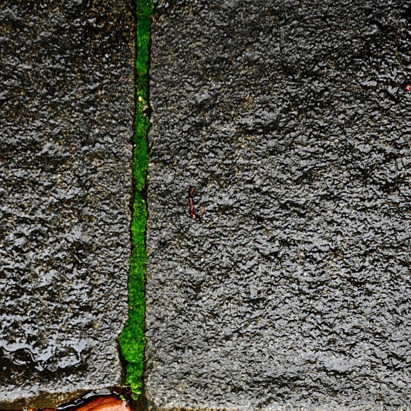 Autumn leaves beside kerb with moss running down from pavement