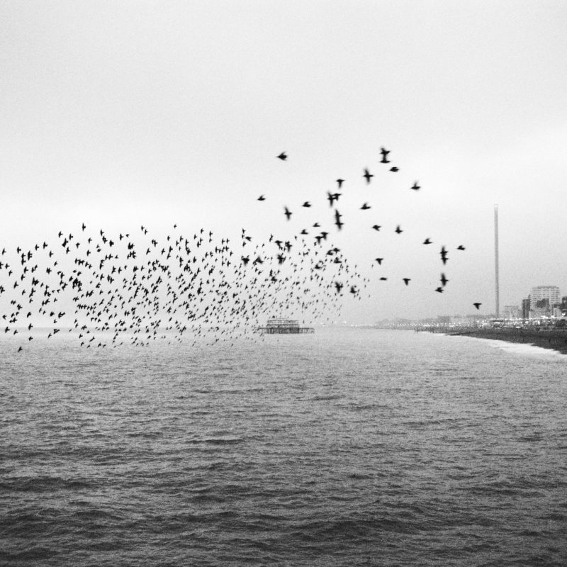 Black and White photograph from Palace pier, looking west as a murmuration of starlings passes by