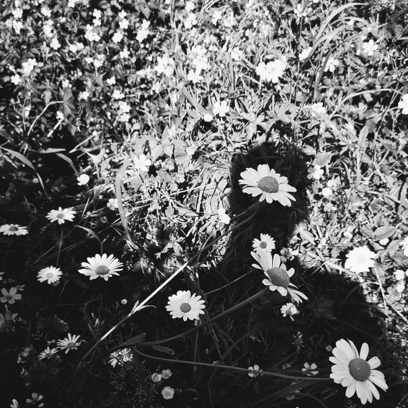 Daisies with the photographers shadow on the grass behind. Black and white image