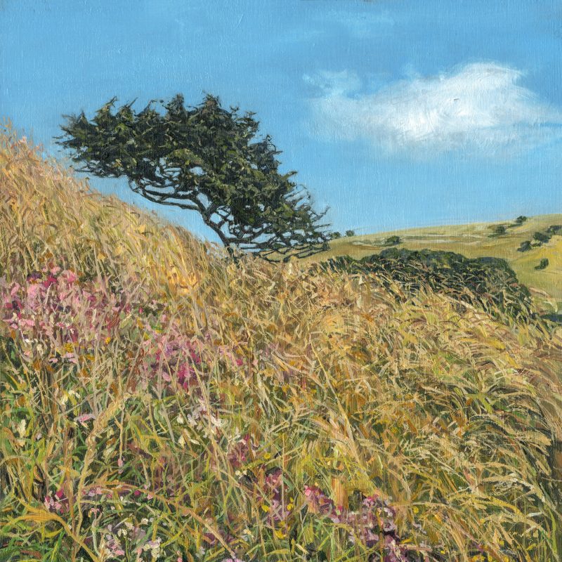 CastThis painting of a bank in Castle Hill depicts the ancient, wildflower-rich, chalk grassland site, which is one of the finest in the country. 