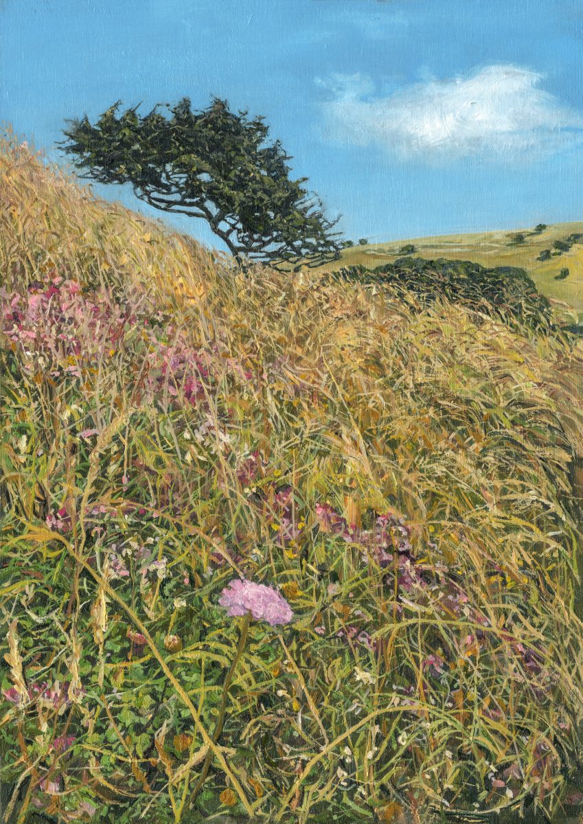 CastThis painting of a bank in Castle Hill depicts the ancient, wildflower-rich, chalk grassland site, which is one of the finest in the country. 