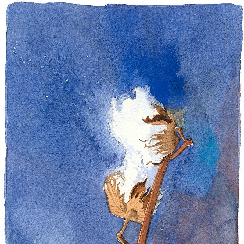 a long branch of cotton against a deep blue watercolour background