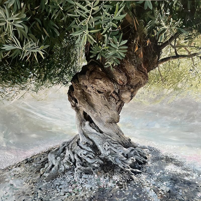 An ancient twisted olive tree whose bark is full of mysterious faces