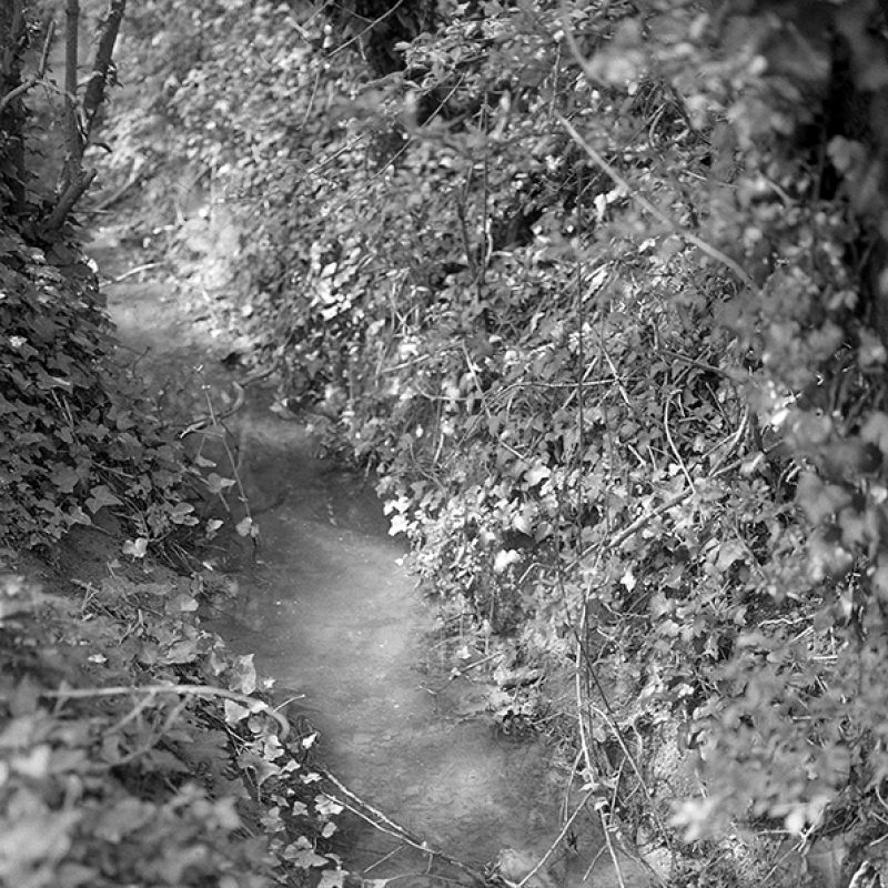 This is a black and white photograph of a dried up stream with foliage pretruding either side. 