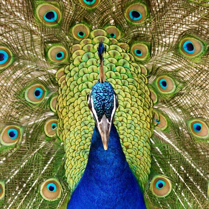 A peacock, resplendent in blue and green plumage