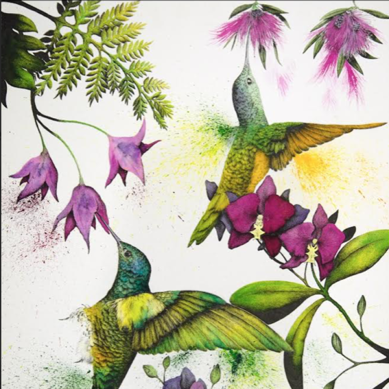 Colourful hummingbirds drawing