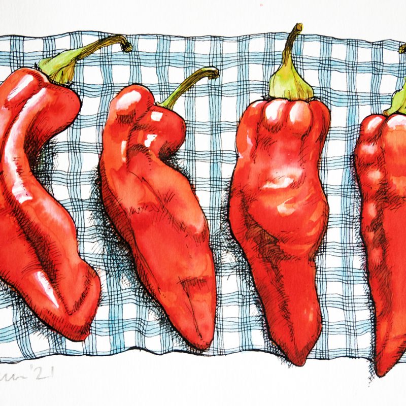 Ink and watercolour drawing of four red peppers