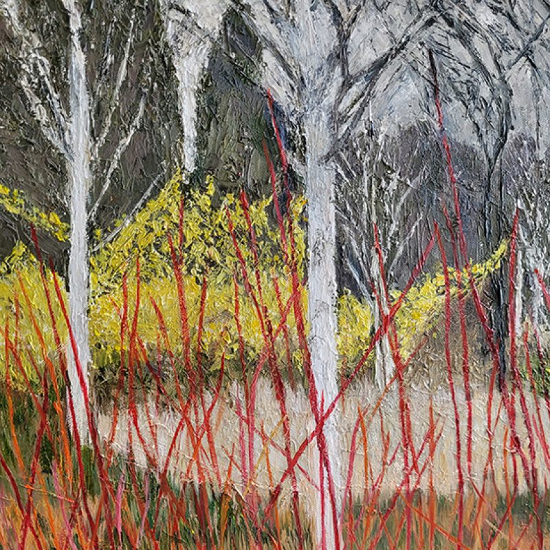 Silver birches surrounded by dog wood in thick oil paint applied using a palette knife